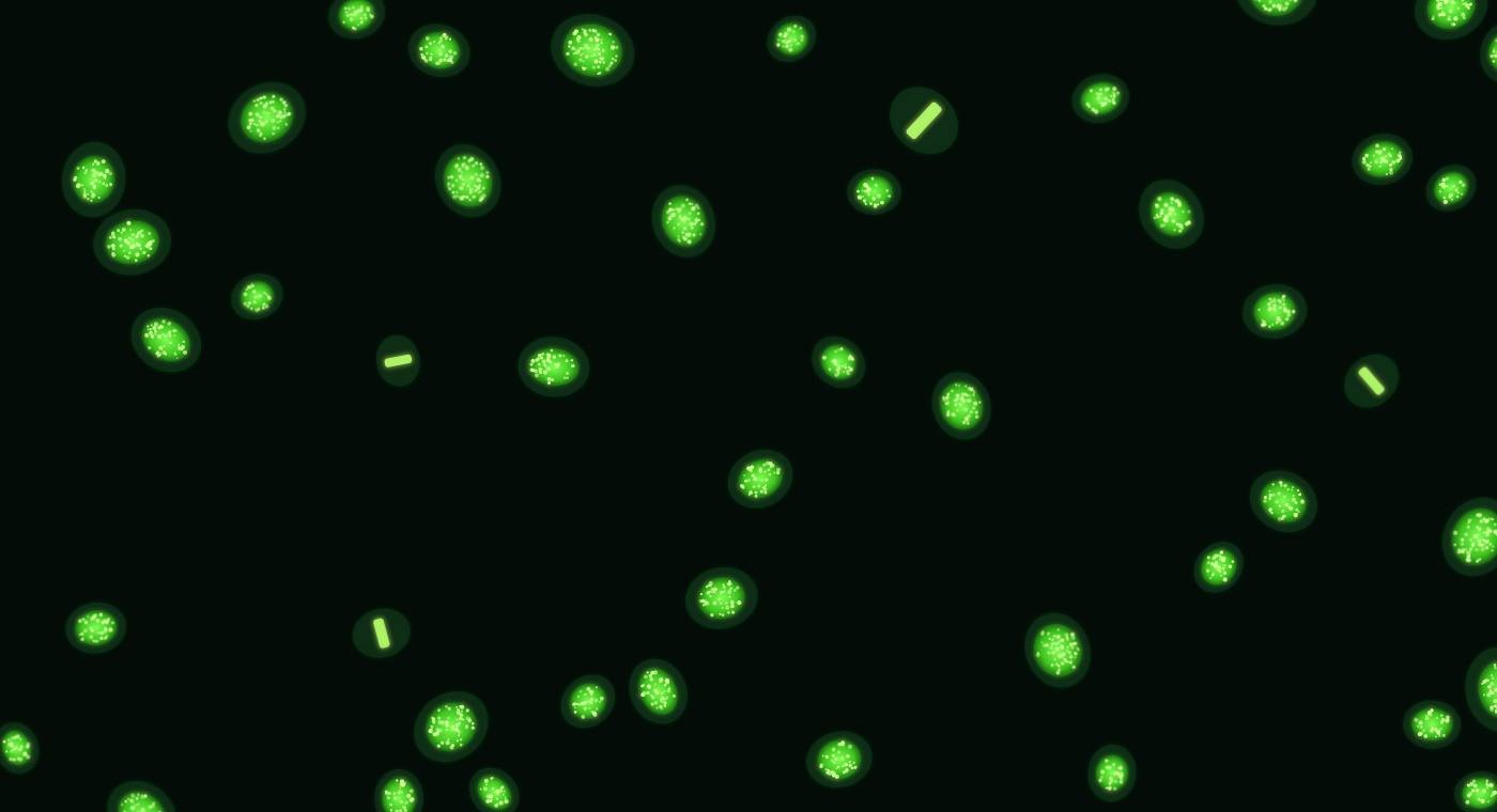 Green-glowing cells, the typical look of an ANA immunofluorescence test